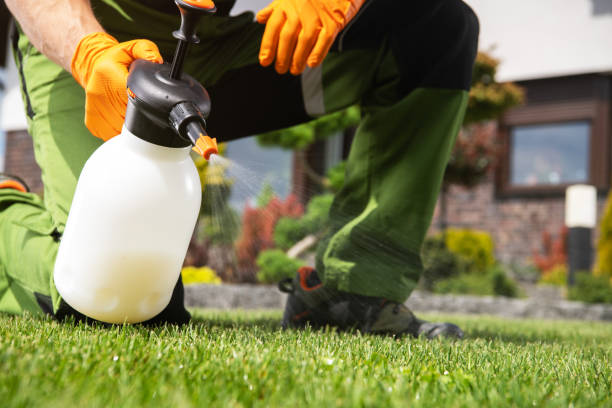 Best Local Pest Control Services  in Pelican Bay, FL