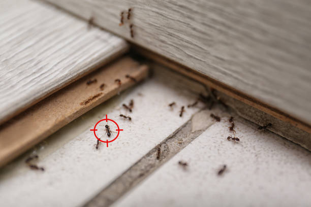 Best Flea Control Services  in Pelican Bay, FL